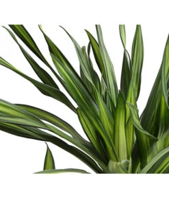 Drachenbaum - Dracaena Fragrans 'Rikki' -Compo Verkaufsgeschäft 8703340 WE DE 001 DrachenbaumDracaenaDeremensisRikkiT24DehnerExpressHerzig