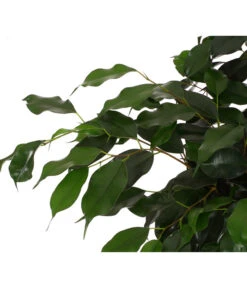 Birkenfeige - Ficus Benjamini 'Danielle' -Compo Verkaufsgeschäft 8704348 PR DE 001 FicusDanielleReginaT27DehnerExpressHerzig