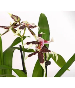 Zahnzungen-Orchidee - Odontoglossum-Hybriden, Verschiedene Sorten -Compo Verkaufsgeschäft 8704694 PR DE 001 Odontoglossum1TrieberT12DehnerHerzig