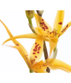 Zahnzungen-Orchidee - Odontoglossum-Hybriden, Verschiedene Sorten -Compo Verkaufsgeschäft 8704694 PR DE 001 OdontoglossumBrassadaMiradaSortenmix1TrieberT11DehnerExpressZS