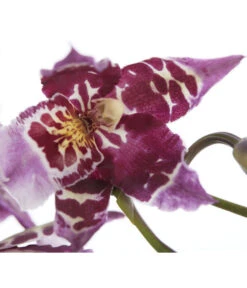 Zahnzungen-Orchidee - Odontoglossum-Hybriden, Verschiedene Sorten -Compo Verkaufsgeschäft 8704694 PR DE 001 OdontoglossumSortenmix1TrieberT11DehnerExpressZS