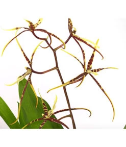 Zahnzungen-Orchidee - Odontoglossum-Hybriden, Verschiedene Sorten -Compo Verkaufsgeschäft 8704694 PR DE 002 Odontoglossum1TrieberT12DehnerHerzig