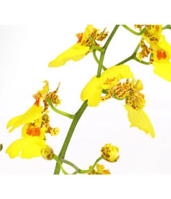 Zahnzungen-Orchidee - Odontoglossum-Hybriden, Verschiedene Sorten -Compo Verkaufsgeschäft 8704694 PR DE 003 Odontoglossum1TrieberT12DehnerHerzig