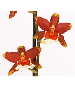 Zahnzungen-Orchidee - Odontoglossum-Hybriden, Verschiedene Sorten -Compo Verkaufsgeschäft 8704694 PR DE 005 Odontoglossum1TrieberT12DehnerHerzig