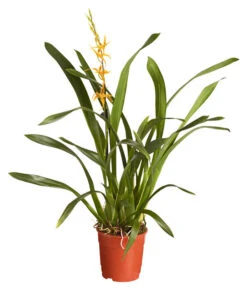 Zahnzungen-Orchidee - Odontoglossum-Hybriden, Verschiedene Sorten -Compo Verkaufsgeschäft 8704694 PR FS 001 OdontoglossumBrassadaMiradaSortenmix1TrieberT11DehnerExpressZS