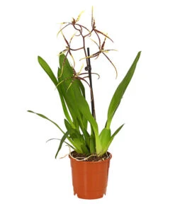 Zahnzungen-Orchidee - Odontoglossum-Hybriden, Verschiedene Sorten -Compo Verkaufsgeschäft 8704694 PR FS 002 Odontoglossum1TrieberT12DehnerHerzig