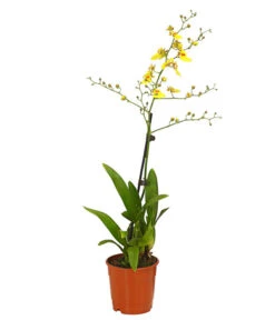 Zahnzungen-Orchidee - Odontoglossum-Hybriden, Verschiedene Sorten -Compo Verkaufsgeschäft 8704694 PR FS 003 Odontoglossum1TrieberT12DehnerHerzig