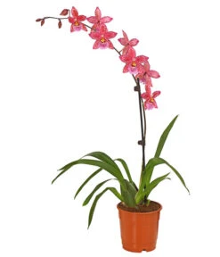 Zahnzungen-Orchidee - Odontoglossum-Hybriden, Verschiedene Sorten -Compo Verkaufsgeschäft 8704694 PR FS 004 Odontoglossum1TrieberT12DehnerHerzig
