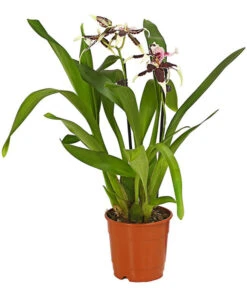 Zahnzungen-Orchidee - Odontoglossum-Hybriden, Verschiedene Sorten -Compo Verkaufsgeschäft 8704694 WE FS 001 Odontoglossum1TrieberT12DehnerHerzig