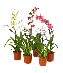 Zahnzungen-Orchidee - Odontoglossum-Hybriden, Verschiedene Sorten