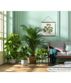 Goldfruchtpalme - Dypsis Lutescens -Compo Verkaufsgeschäft 8704702 WE MO 001 DypsisLutescens