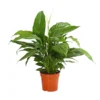 Air So Pure® Einblatt - Spathiphyllum Wallisii 'Bingo'