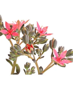 Graptopetalum - Graptopetalum Tacitus -Compo Verkaufsgeschäft 8707861 WE DE 001 GraptopetalumTacitusT11BlueteDehnerExpressHerzig