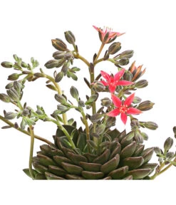 Graptopetalum - Graptopetalum Tacitus -Compo Verkaufsgeschäft 8707861 WE DE 001 GraptopetalumTacitusT11DehnerExpressHerzig