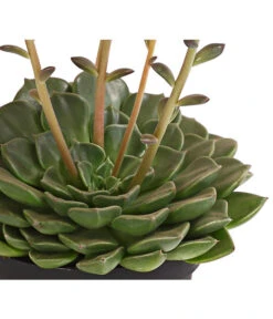 Graptopetalum - Graptopetalum Tacitus -Compo Verkaufsgeschäft 8707861 WE DE 002 GraptopetalumTacitusT11BlattDehnerExpressHerzig