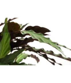 Korbmarante - Calathea Cultivars, Verschiedene Sorten -Compo Verkaufsgeschäft 8712242 PR DE 002 CalatheaMixT21DehnerExpressHerzig
