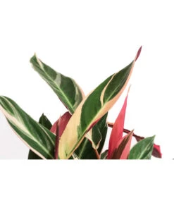 Korbmarante - Calathea Cultivars, Verschiedene Sorten -Compo Verkaufsgeschäft 8712242 PR DE 004 CalatheaMixT21DehnerExpressHerzig