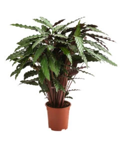 Korbmarante - Calathea Cultivars, Verschiedene Sorten -Compo Verkaufsgeschäft 8712242 PR FS 002 CalatheaMixT21DehnerExpressHerzig