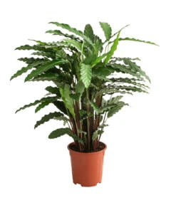 Korbmarante - Calathea Cultivars, Verschiedene Sorten -Compo Verkaufsgeschäft 8712242 PR FS 003 CalatheaMixT21DehnerExpressHerzig
