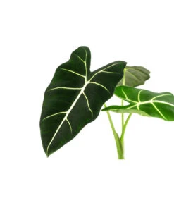 Pfeilblatt - Alocasia Micholitziana 'Frydek' -Compo Verkaufsgeschäft 8715575 WE DE 001 AlocasiaFrydeckT14