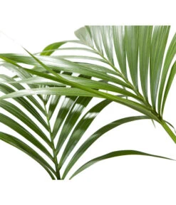 Kentiapalme - Howea Forsteriana -Compo Verkaufsgeschäft 8718660 BildD 001 KentiapalmeHoweaForsteriana