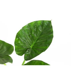 Pfeilblatt - Alocasia Macrorrhiza -Compo Verkaufsgeschäft 8720013 WE DE 001 AlocasiaMacrorhizzaElefantenohrDehner