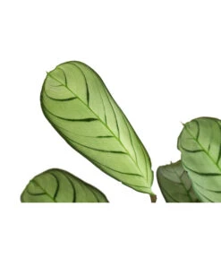 Korbmarante - Ctenanthe Burle-marxii -Compo Verkaufsgeschäft 8720930 PR DE 001 CtenantheAmagrisT12 DehnerExpressHerzig