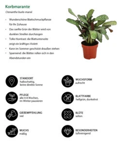 Korbmarante - Ctenanthe Burle-marxii -Compo Verkaufsgeschäft 8720930 WE IG 001 KorbmaranteCalatheaBurleMarxii Kopie