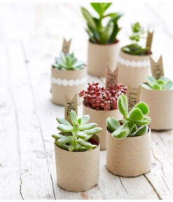 Neue Produkte -Compo Verkaufsgeschäft 8722514 PR MO 002 Sukkulenten