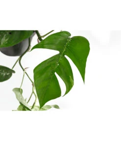 Efeutute - Epipremnum Pinnatum, Panaschiert -Compo Verkaufsgeschäft 8722977 WE DE 001 EpipremnumPinnatumVariegataT15