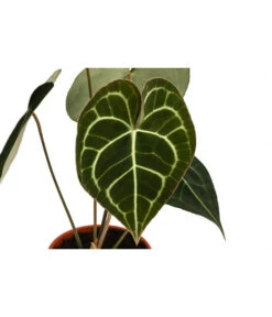 Herzblattblume - Anthurium Clarinervium -Compo Verkaufsgeschäft 8722985 WE DE 001 HerzblattblumeAnthuriumClarinerviumT12
