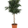 Birkenfeige - Ficus Benjamina 'Danielle'