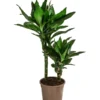 Drachenbaum - Dracaena Fragrans 'Lisa'