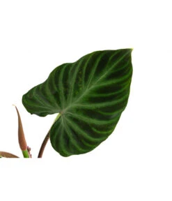 Baumfreund - Philodendron Verrucosum -Compo Verkaufsgeschäft 8731416 WE DE 001 PhilodendronVerrucosumT12