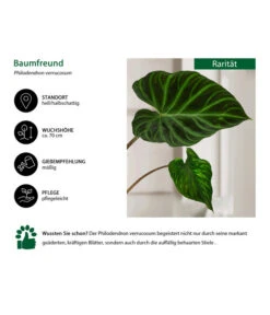 Baumfreund - Philodendron Verrucosum -Compo Verkaufsgeschäft 8731416 WE IG 001 PhilodendronVerrucosum