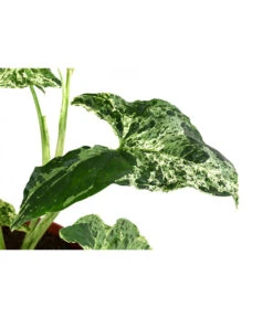 Purpurtute - Syngonium Podophyllum 'Mottled' -Compo Verkaufsgeschäft 8731432 WE DE 001 PurpurtuteSyngoniumMottledT12