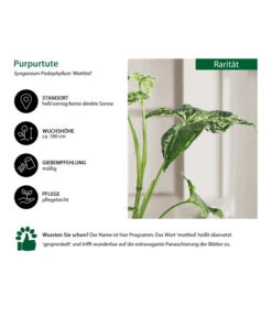 Purpurtute - Syngonium Podophyllum 'Mottled' -Compo Verkaufsgeschäft 8731432 WE IG 001 PurpurtuteSyngoniumMottled