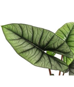 Pfeilblatt - Alocasia 'Platinum' -Compo Verkaufsgeschäft 8731598 WE DE 001 Alocasia Platinum T14