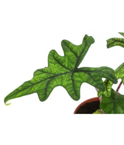 Pfeilblatt - Alocasia 'Jacklyn' -Compo Verkaufsgeschäft 8732760 WE DE 001 PfeilblattJacklynT14