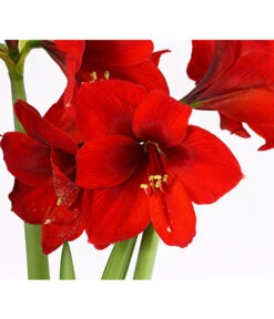 Amaryllis - Hippeastrum-Hybride, Zweitriebig, Sonderfarben -Compo Verkaufsgeschäft 8736175 PR DE 001 AmaryllisHippeastrum2TrieberSofaT13DehnerExpressHerzig