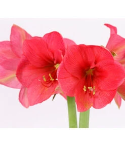 Amaryllis - Hippeastrum-Hybride, Zweitriebig, Sonderfarben -Compo Verkaufsgeschäft 8736175 PR DE 002 AmaryllisHippeastrum2TrieberSofaT13DehnerExpressHerzig