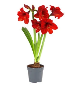 Amaryllis - Hippeastrum-Hybride, Zweitriebig, Sonderfarben -Compo Verkaufsgeschäft 8736175 PR FS 001 AmaryllisHippeastrum2TrieberSofaT13DehnerExpressHerzig