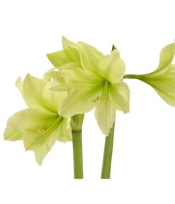 Amaryllis - Hippeastrum-Hybride, Zweitriebig, Sonderfarben -Compo Verkaufsgeschäft 8736175 WE DE 002 HippeastrumWeissAmaryllis2TrSofaHerzig