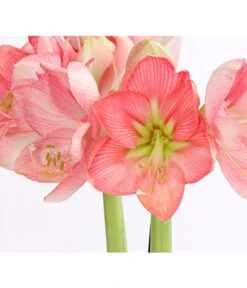 Amaryllis - Hippeastrum-Hybride, Zweitriebig, Sonderfarben -Compo Verkaufsgeschäft 8736175 WE DE 004 AmaryllisRosaSofHippeastrum2TrieberRosaDehnerExpressHerzig