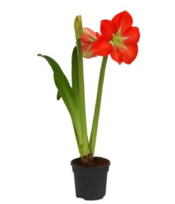 Amaryllis - Hippeastrum-Hybride, Zweitriebig, Sonderfarben -Compo Verkaufsgeschäft 8736175 WE FS 001 HippeastrumAmaryllis2TrSofa