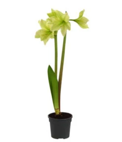 Amaryllis - Hippeastrum-Hybride, Zweitriebig, Sonderfarben -Compo Verkaufsgeschäft 8736175 WE FS 002 HippeastrumAmaryllis2TrSofa