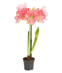 Amaryllis - Hippeastrum-Hybride, Zweitriebig, Sonderfarben -Compo Verkaufsgeschäft 8736175 WE FS 004 HippeastrumAmaryllis2TrSofaRosa