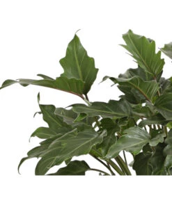 Baumfreund - Philodendron 'Xanadu' -Compo Verkaufsgeschäft 8738163 WE DE 001 BaumfreundPhilodendronXanadouT21DehnerExpressHerzig