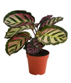 Korbmarante - Calathea Roseopicta 'Cora'