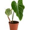 Baumfreund - Philodendron Gloriosum